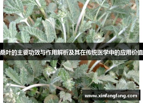 桑叶的主要功效与作用解析及其在传统医学中的应用价值