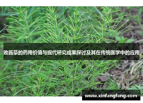 败酱草的药用价值与现代研究成果探讨及其在传统医学中的应用