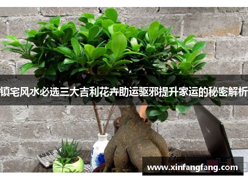 镇宅风水必选三大吉利花卉助运驱邪提升家运的秘密解析